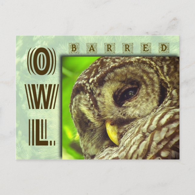Barred Owl or Hoot Owl Postcard (Front)