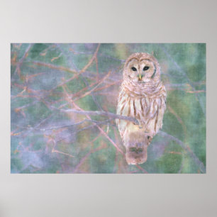 Barred Owl Pastel Oilpainting Poster