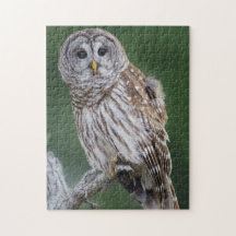 Barred Owl Perchinging Wildlife Puzzle