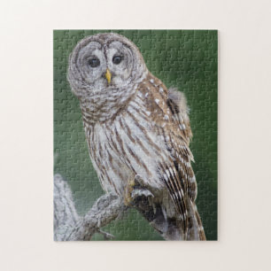 Barred Owl Perchinging Wildlife Puzzle
