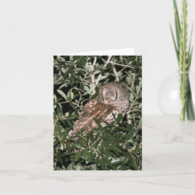 Barred Owl Photo Folded Note Card (Front)