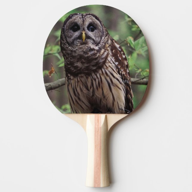 Barred Owl Ping Pong Paddle (Front)