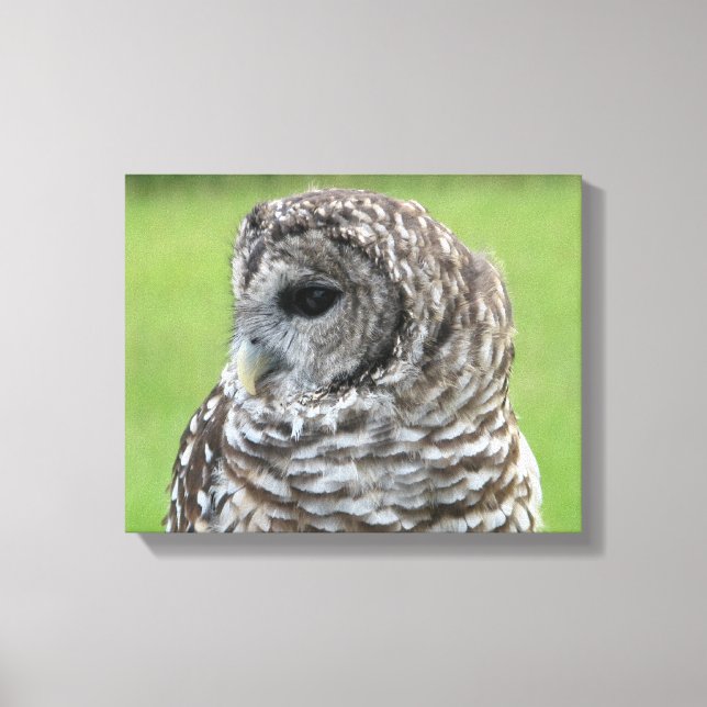 Barred Owl Portrait Canvas Print (Front)