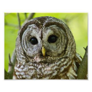 Barred Owl Portrait. Photo Print