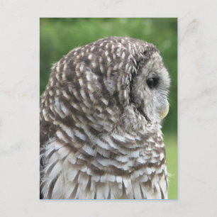 Barred Owl Portrait Postcard