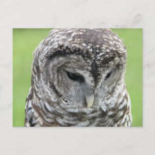Barred Owl Portrait Postcard
