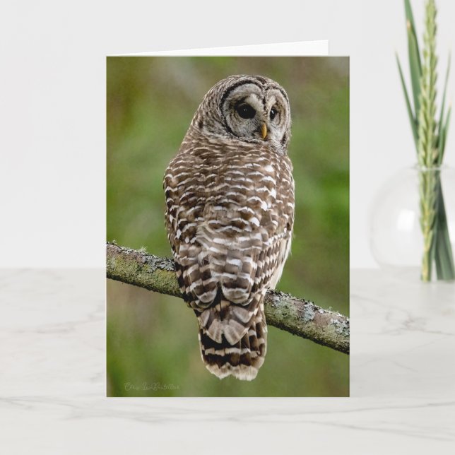 Barred Owl Portrait Thank You Card (Front)