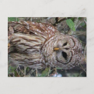 Barred Owl Postcard
