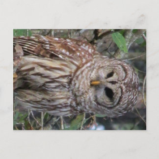 Barred Owl Postcard