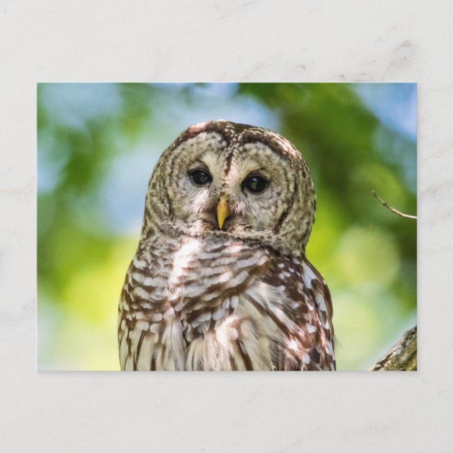 Barred Owl Postcard (Front)