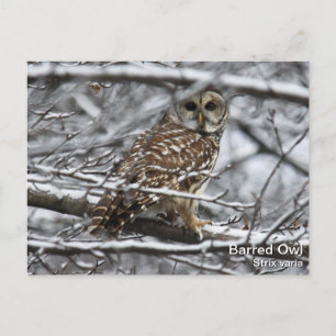 Barred Owl Postcard
