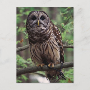 Barred Owl Postcard