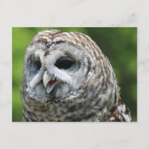 Barred Owl Postcard