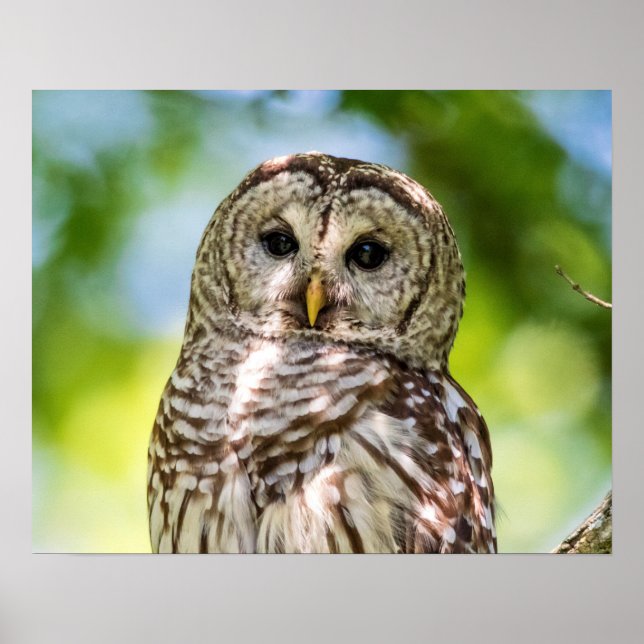 Barred Owl Poster (Front)