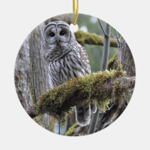 Barred Owl Resting on a Moss Covered Limb Ceramic Tree Decoration