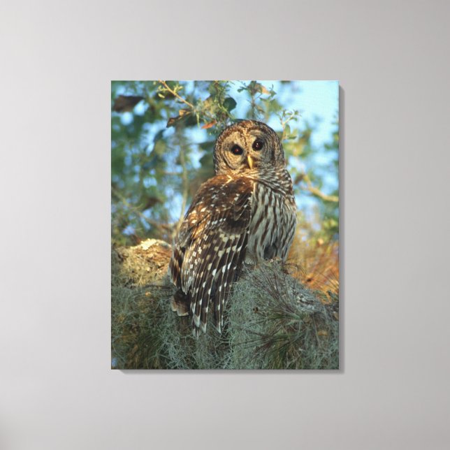 Barred Owl roosting in some Spanish Moss Canvas Print (Front)