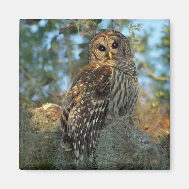 Barred Owl roosting in some Spanish Moss Magnet (Front)