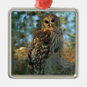 Barred Owl roosting in some Spanish Moss Metal Tree Decoration
