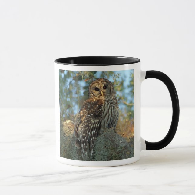Barred Owl roosting in some Spanish Moss Mug (Right)