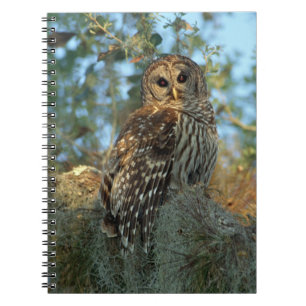 Barred Owl roosting in some Spanish Moss Notebook