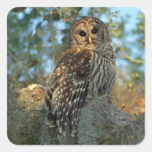 Barred Owl roosting in some Spanish Moss Square Sticker