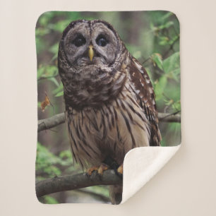 Barred Owl Sherpa Blanket