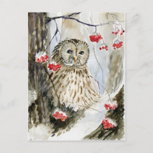 Barred owl snow winter postcard