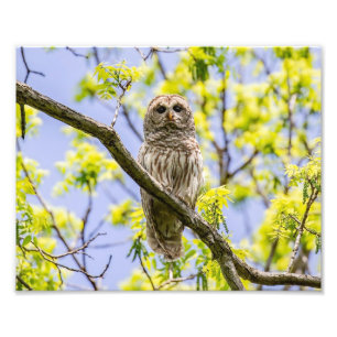 Barred Owl Springtime Photo Print
