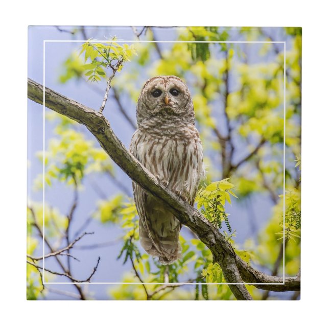 Barred Owl Springtime Tile (Front)