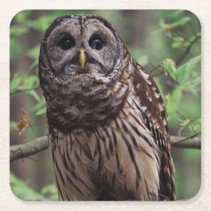Barred Owl Square Paper Coaster