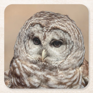 Barred Owl Square Paper Coaster