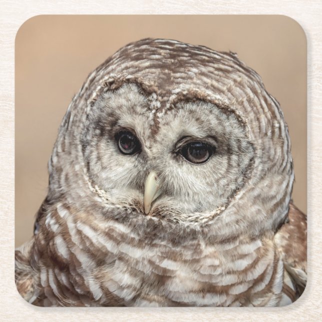 Barred Owl Square Paper Coaster (Front)
