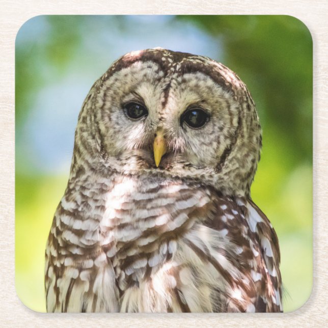 Barred Owl Square Paper Coaster (Front)