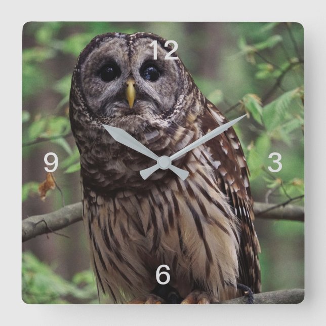 Barred Owl Square Wall Clock (Front)