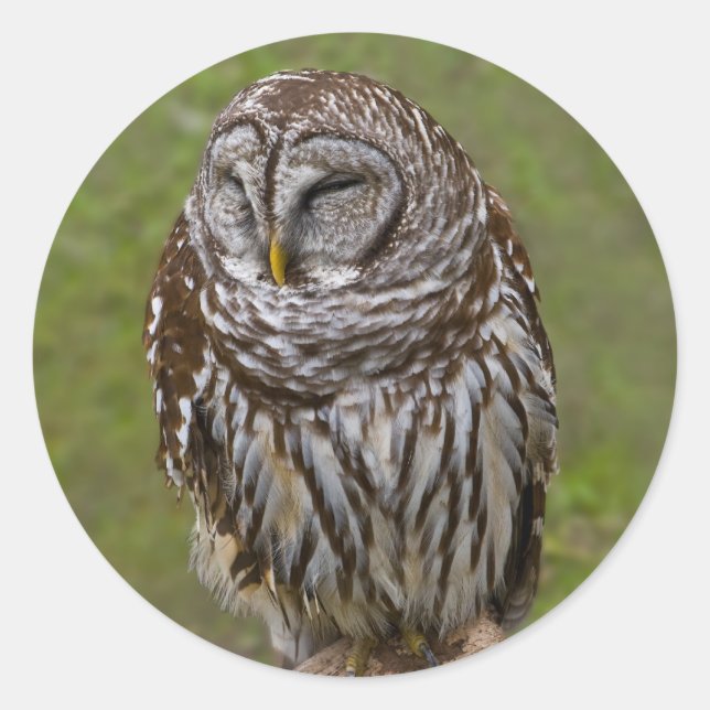 Barred Owl Sticker (Front)