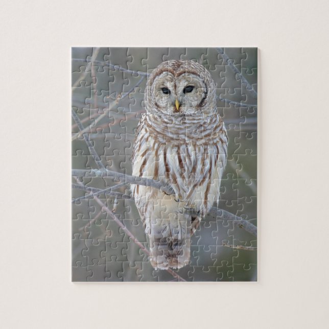 Barred Owl Strix Varia Jigsaw Puzzle (Vertical)