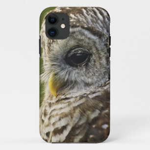 Barred Owl, Strix varia, Michigan iPhone 11 Case