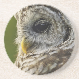 Barred Owl, Strix varia, Michigan Coaster