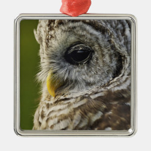 Barred Owl, Strix varia, Michigan Metal Tree Decoration