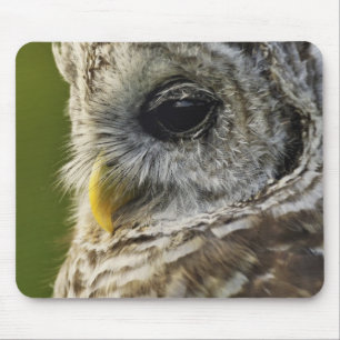 Barred Owl, Strix varia, Michigan Mouse Mat