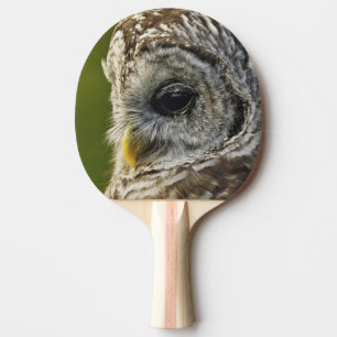 Barred Owl, Strix varia, Michigan Ping Pong Paddle