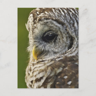 Barred Owl, Strix varia, Michigan Postcard