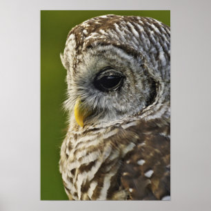 Barred Owl, Strix varia, Michigan Poster