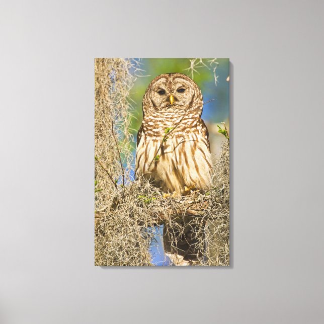 Barred Owl (Strix varia) perched in cypress tree Canvas Print (Front)