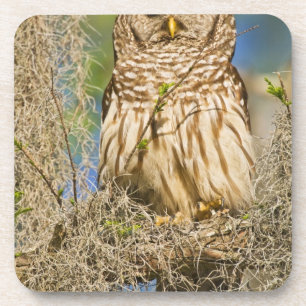 Barred Owl (Strix varia) perched in cypress tree Coaster