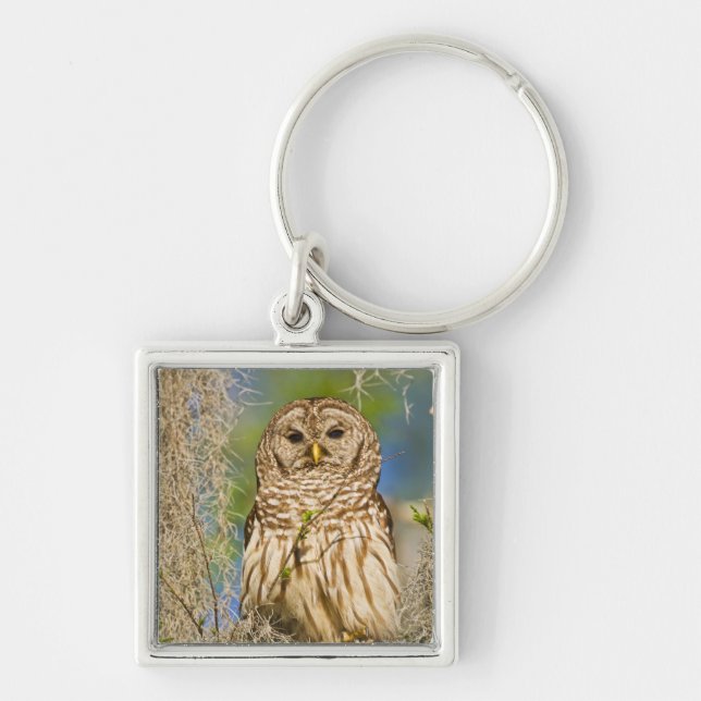Barred Owl (Strix varia) perched in cypress tree Key Ring (Front)