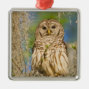 Barred Owl (Strix varia) perched in cypress tree Metal Tree Decoration