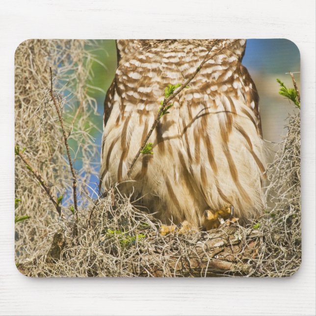 Barred Owl (Strix varia) perched in cypress tree Mouse Mat (Front)