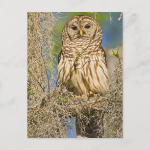 Barred Owl (Strix varia) perched in cypress tree Postcard
