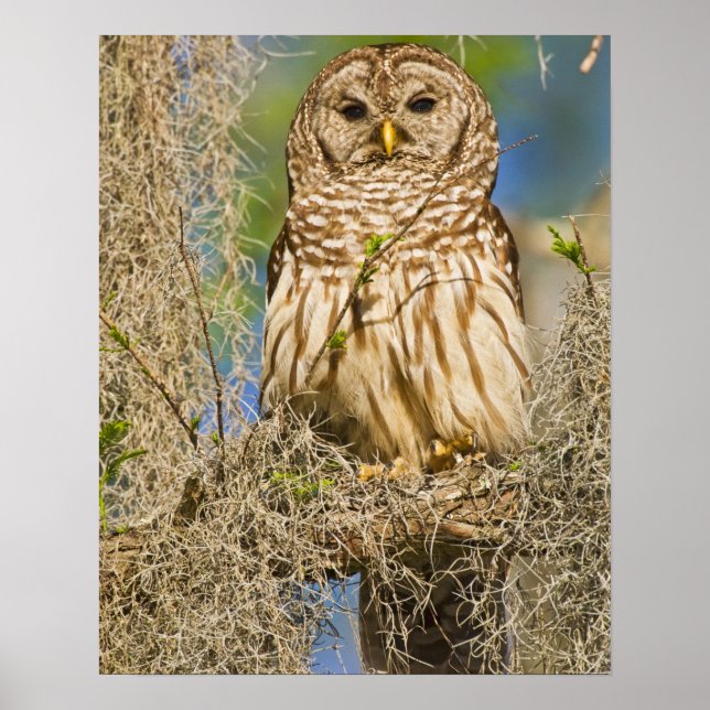 Barred Owl (Strix varia) perched in cypress tree Poster (Front)